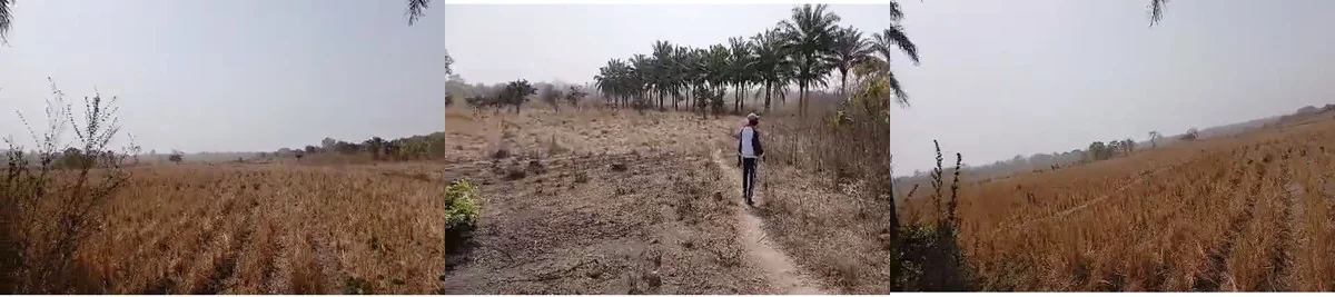 VIDAHELPS Mansoa Farm — Cassava, Pepper, Maize fields